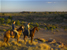 Horse riding in Mashatu Botswana